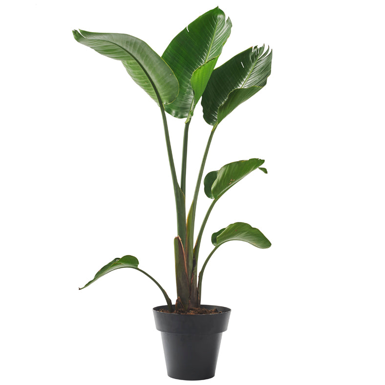 'POT' Big Indoor Plant Pot – Bendo Products